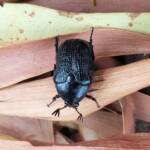 Bisallardiana sp (Flower Chafer Beetle), Alice Springs NT