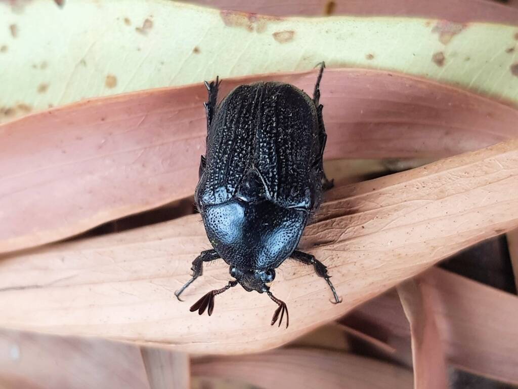 Bisallardiana (Flower Chafer Beetle), Alice Springs NT