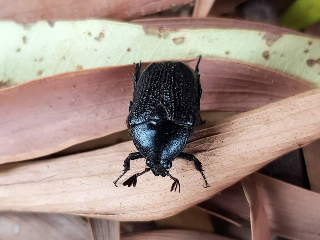Bisallardiana sp (Flower Chafer Beetle), Alice Springs NT