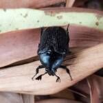 Bisallardiana sp (Flower Chafer Beetle), Alice Springs NT