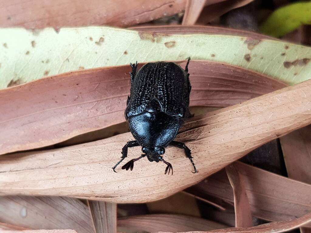 Bisallardiana sp (Flower Chafer Beetle), Alice Springs NT