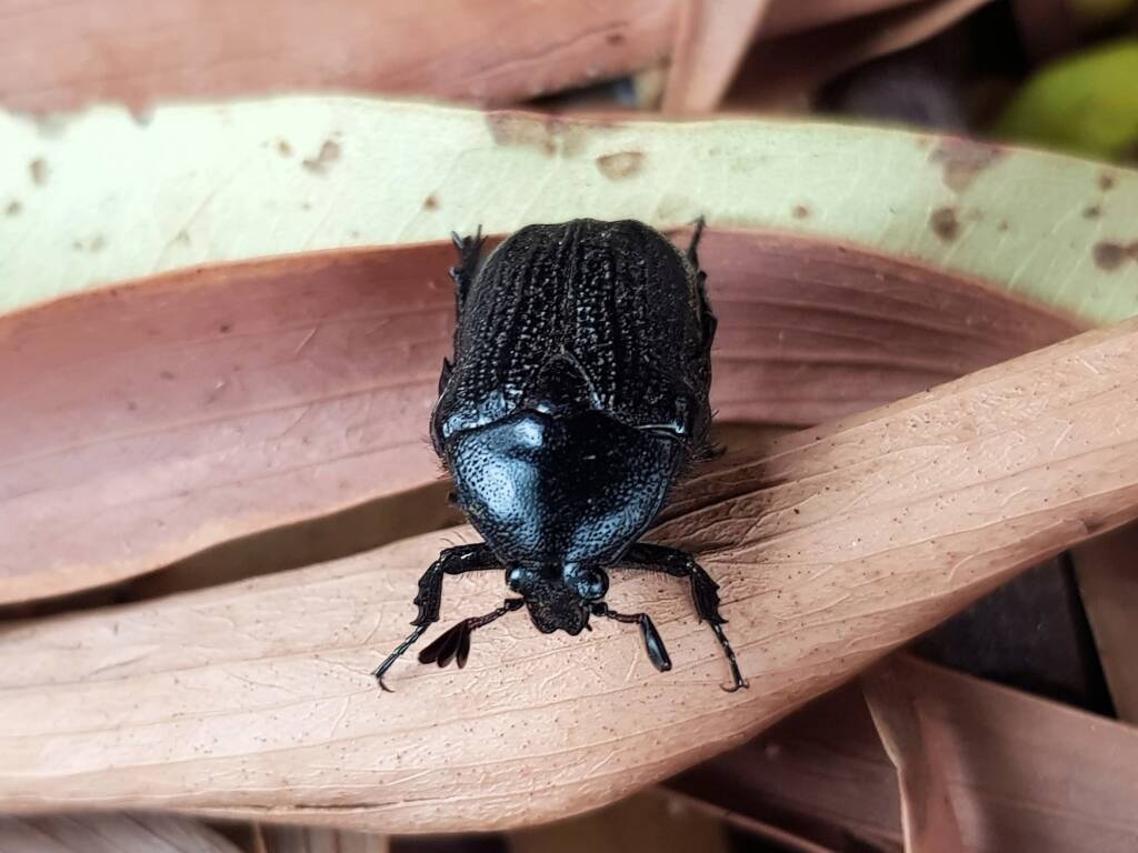 Bisallardiana sp (Flower Chafer Beetle), Alice Springs NT