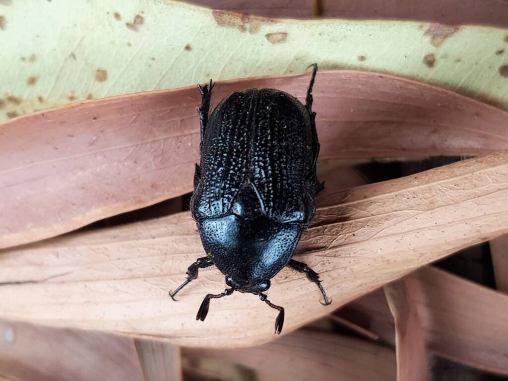 Bisallardiana sp (Flower Chafer Beetle), Alice Springs NT