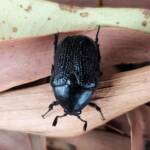 Bisallardiana sp (Flower Chafer Beetle), Alice Springs NT