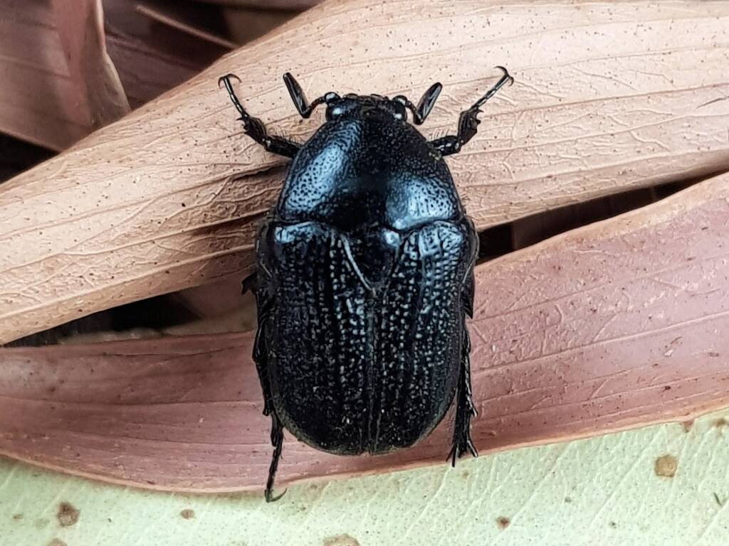 Bisallardiana (Flower Chafer Beetle), Alice Springs NT