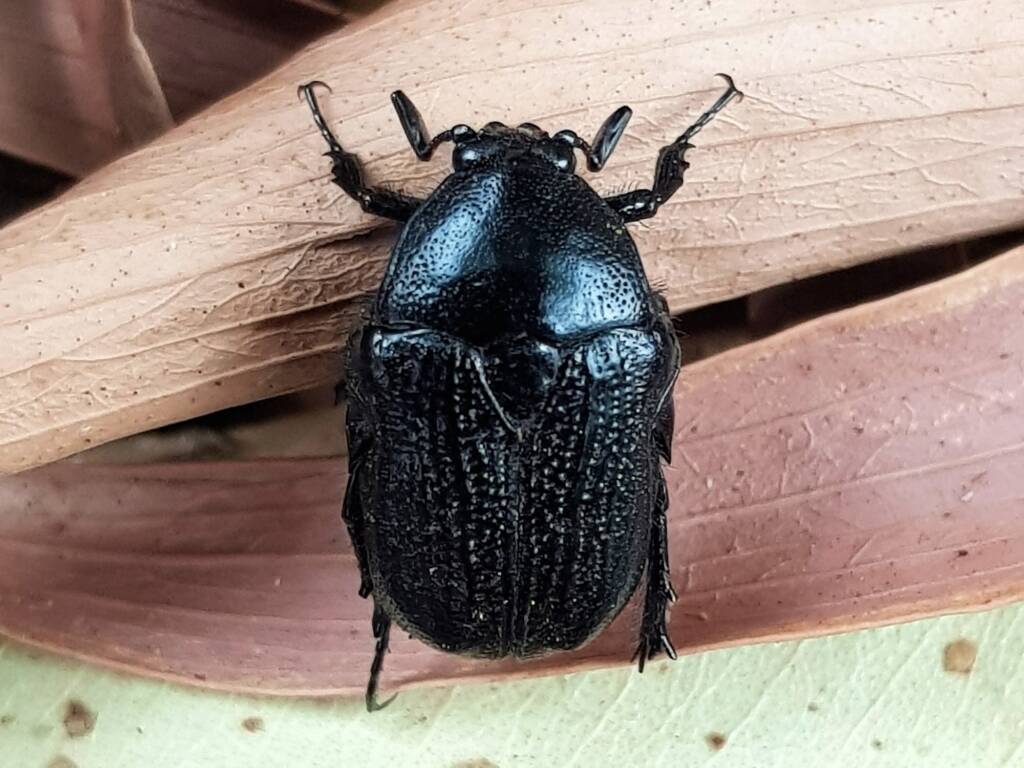 Bisallardiana sp (Flower Chafer Beetle), Alice Springs NT