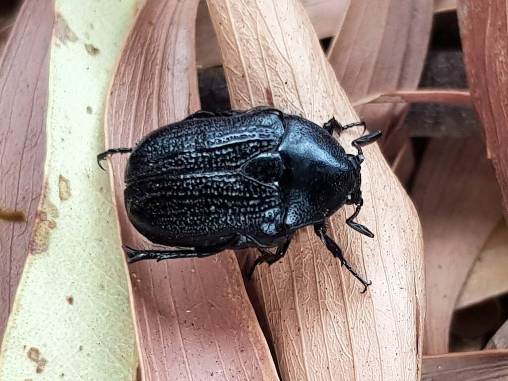 Bisallardiana (Flower Chafer Beetle), Alice Springs NT