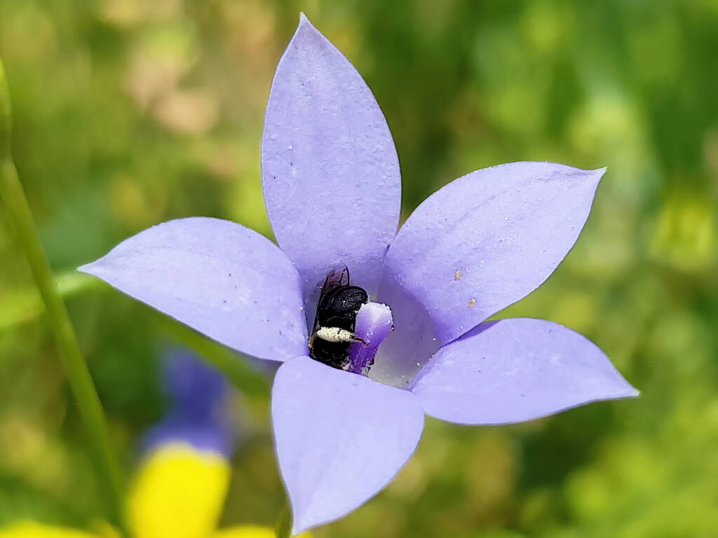 Native bee - Braunsapis sp. in Native Bluebells (Wahlenbergia queenslandica), Alice Springs Desert Park NT