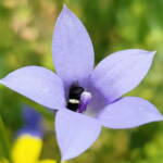 Native bee - Braunsapis sp. in Native Bluebells (Wahlenbergia queenslandica), Alice Springs Desert Park NT