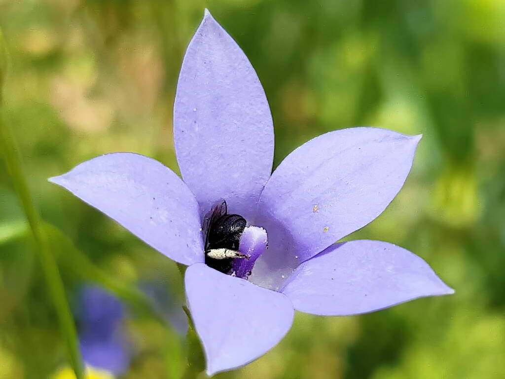 Native bee - Braunsapis sp. in Native Bluebells (Wahlenbergia queenslandica), Alice Springs Desert Park NT
