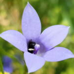 Native bee - Braunsapis sp. in Native Bluebells (Wahlenbergia queenslandica), Alice Springs Desert Park NT