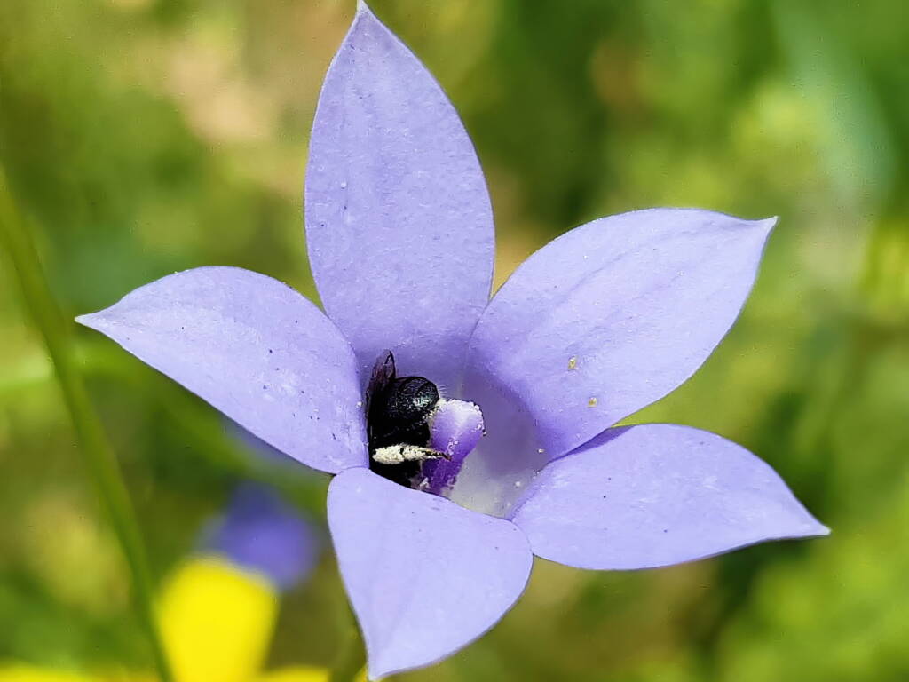 Native bee - Braunsapis sp. in Native Bluebells (Wahlenbergia queenslandica), Alice Springs Desert Park NT