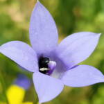 Native bee - Braunsapis sp. in Native Bluebells (Wahlenbergia queenslandica), Alice Springs Desert Park NT