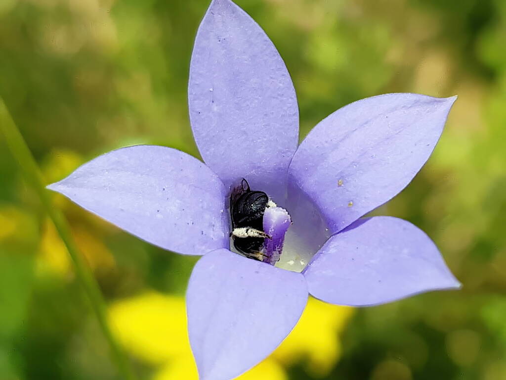 Native bee - Braunsapis sp. in Native Bluebells (Wahlenbergia queenslandica), Alice Springs Desert Park NT
