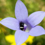 Native bee - Braunsapis sp. in Native Bluebells (Wahlenbergia queenslandica), Alice Springs Desert Park NT
