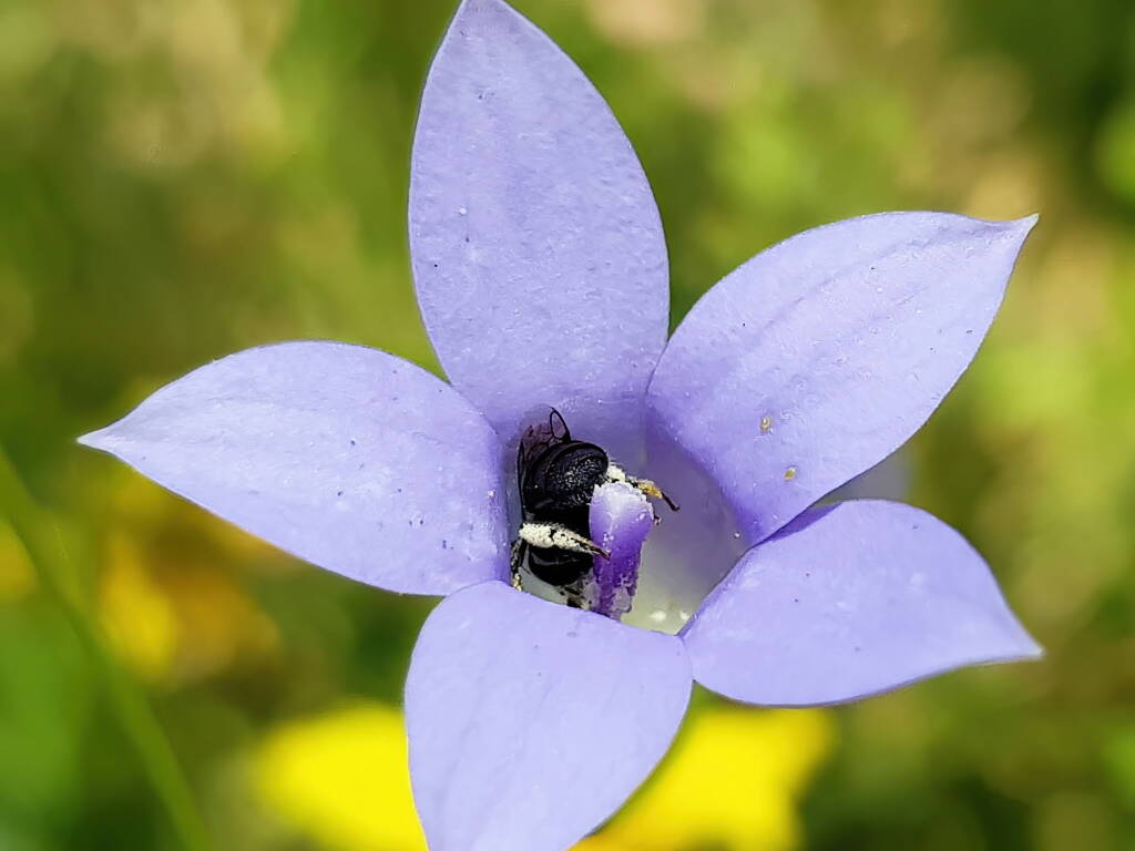 Native bee - Braunsapis sp. in Native Bluebells (Wahlenbergia queenslandica), Alice Springs Desert Park NT