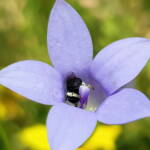 Native bee - Braunsapis sp. in Native Bluebells (Wahlenbergia queenslandica), Alice Springs Desert Park NT