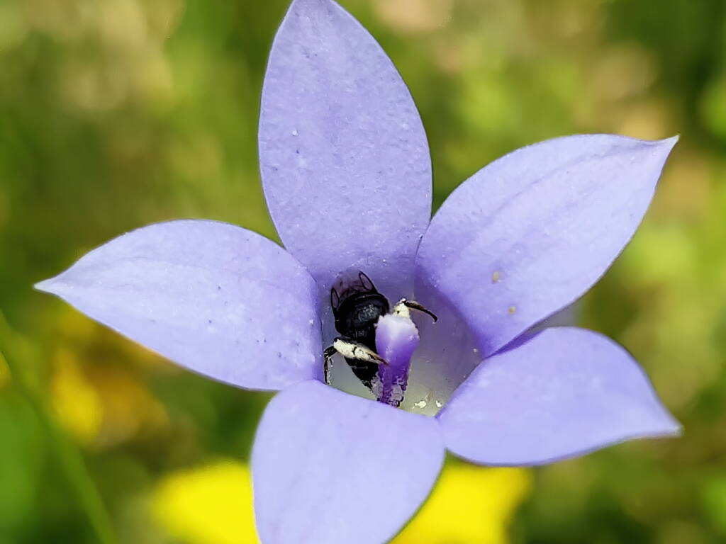 Native bee - Braunsapis sp. in Native Bluebells (Wahlenbergia queenslandica), Alice Springs Desert Park NT