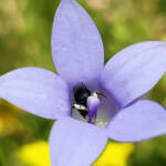 Native bee - Braunsapis sp. in Native Bluebells (Wahlenbergia queenslandica), Alice Springs Desert Park NT