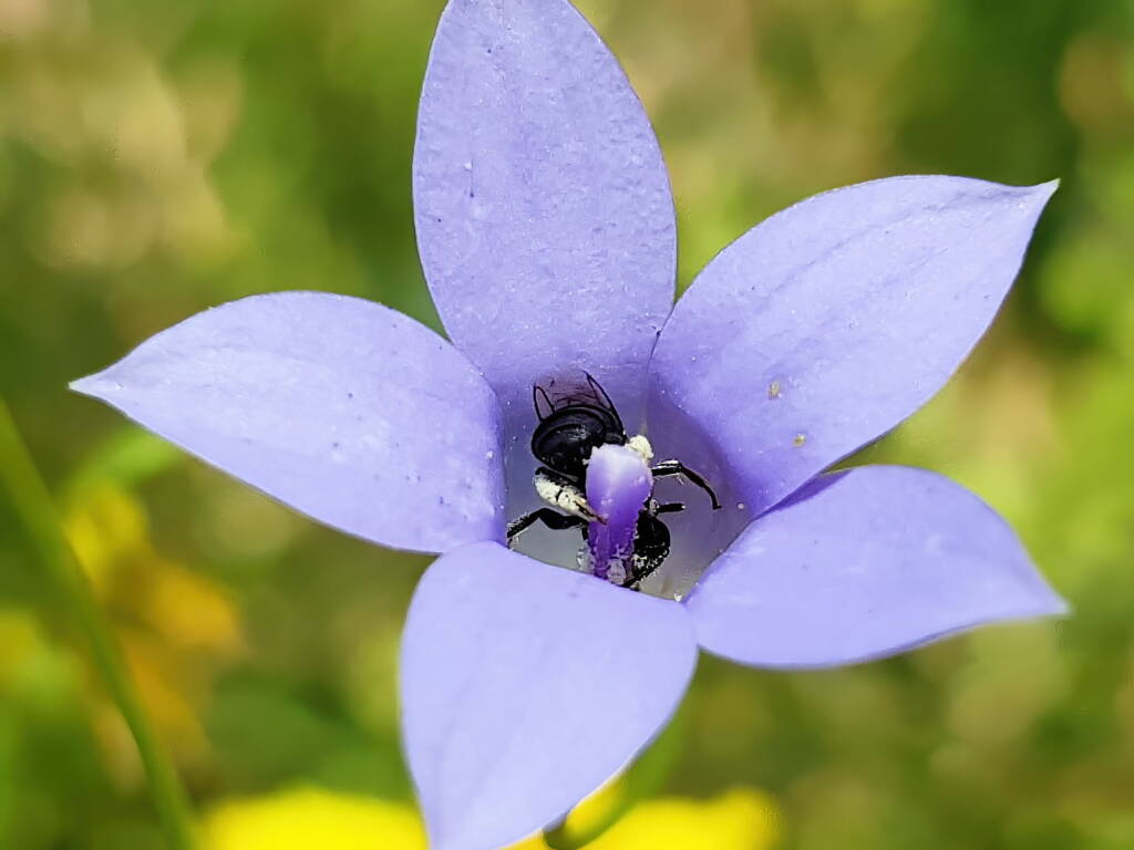 Native bee - Braunsapis sp. in Native Bluebells (Wahlenbergia queenslandica), Alice Springs Desert Park NT