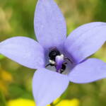 Native bee - Braunsapis sp. in Native Bluebells (Wahlenbergia queenslandica), Alice Springs Desert Park NT