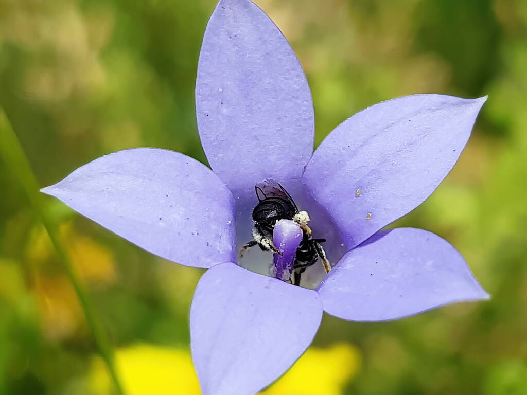 Native bee - Braunsapis sp. in Native Bluebells (Wahlenbergia queenslandica), Alice Springs Desert Park NT