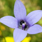 Native bee - Braunsapis sp. in Native Bluebells (Wahlenbergia queenslandica), Alice Springs Desert Park NT