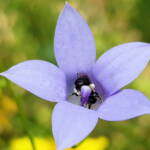 Native bee - Braunsapis sp. in Native Bluebells (Wahlenbergia queenslandica), Alice Springs Desert Park NT