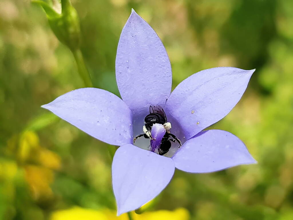Native bee - Braunsapis sp. in Native Bluebells (Wahlenbergia queenslandica), Alice Springs Desert Park NT