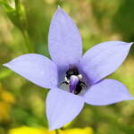 Native bee - Braunsapis sp. in Native Bluebells (Wahlenbergia queenslandica), Alice Springs Desert Park NT