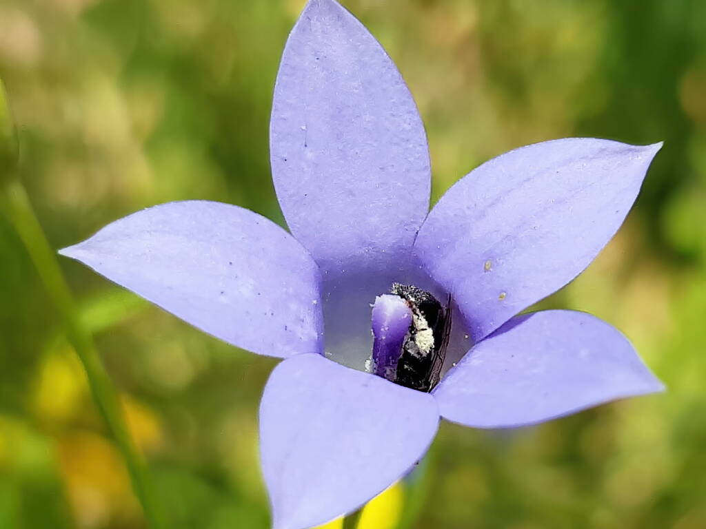 Native bee - Braunsapis sp. in Native Bluebells (Wahlenbergia queenslandica), Alice Springs Desert Park NT