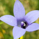 Native bee - Braunsapis sp. in Native Bluebells (Wahlenbergia queenslandica), Alice Springs Desert Park NT
