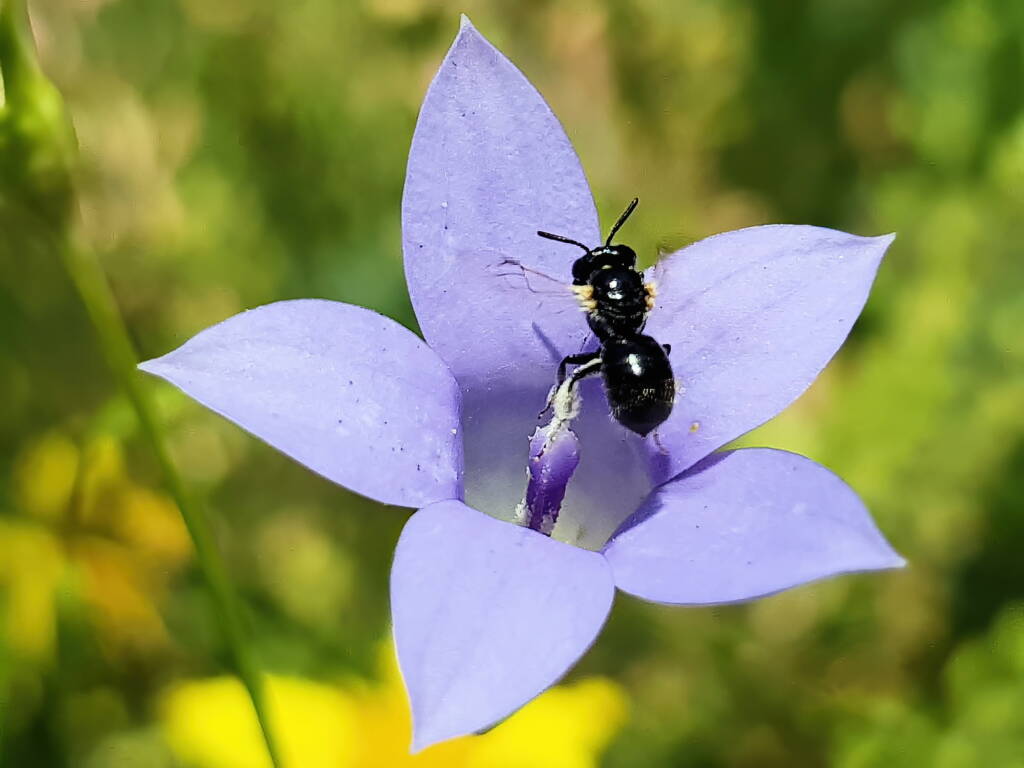 Native bee - Braunsapis sp. in Native Bluebells (Wahlenbergia queenslandica), Alice Springs Desert Park NT
