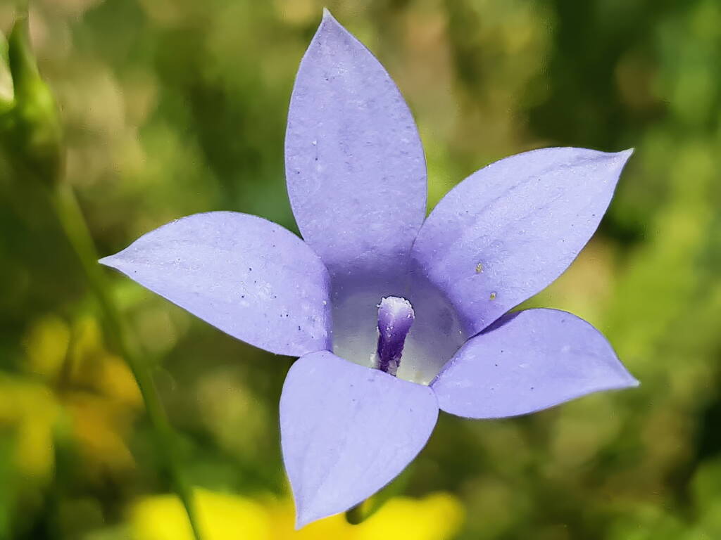 Native Bluebells (Wahlenbergia queenslandica), Alice Springs Desert Park NT