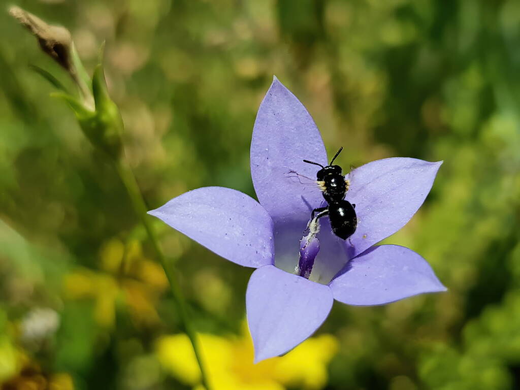Native bee - Braunsapis sp. in Native Bluebells (Wahlenbergia queenslandica), Alice Springs Desert Park NT
