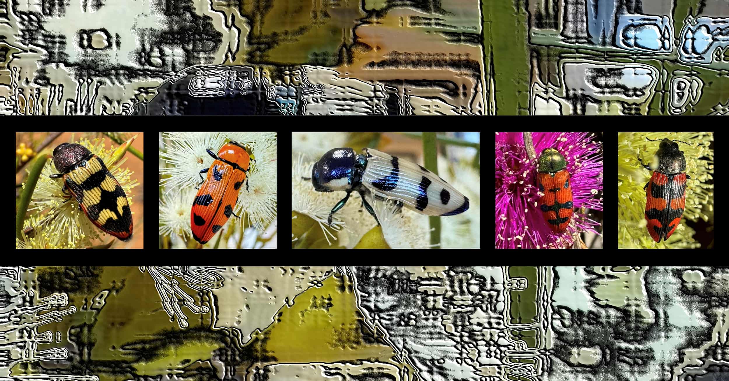 Buprestids (family Buprestidae) - Ausemade filmstrip