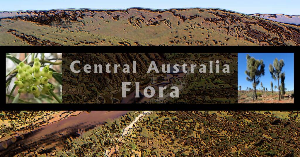 Central Australia Flora - Ausemade filmstrip
