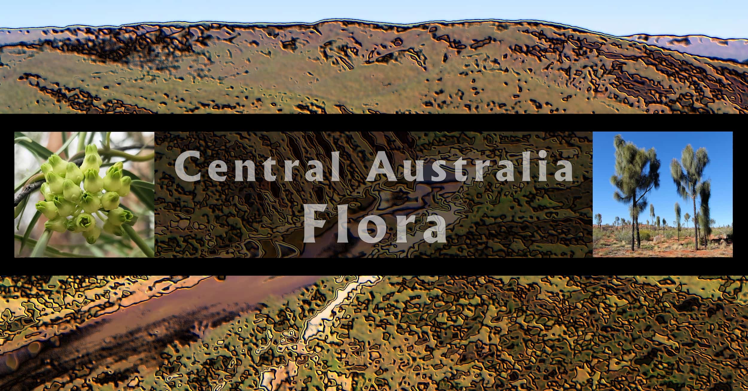 Central Australia Flora - Ausemade filmstrip