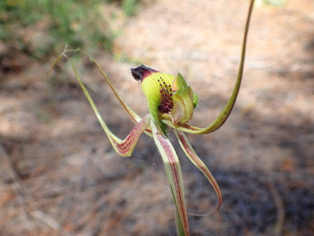 Caladenia integra (Smooth-lipped Spider Orchid), Great Southern Region WA © Terry Dunham