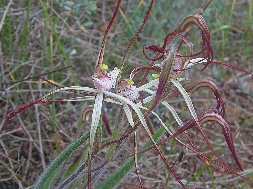 Caladenia melanema (Ballerina Orchid), South-west WA © Terry Dunham