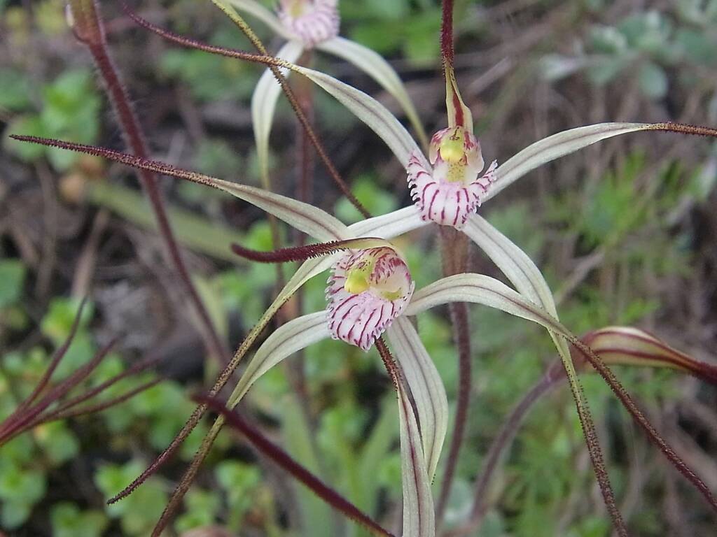 Caladenia melanema (Ballerina Orchid), South-west WA © Terry Dunham