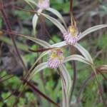 Caladenia melanema (Ballerina Orchid), South-west WA © Terry Dunham