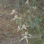 Caladenia melanema (Ballerina Orchid), South-west WA © Terry Dunham