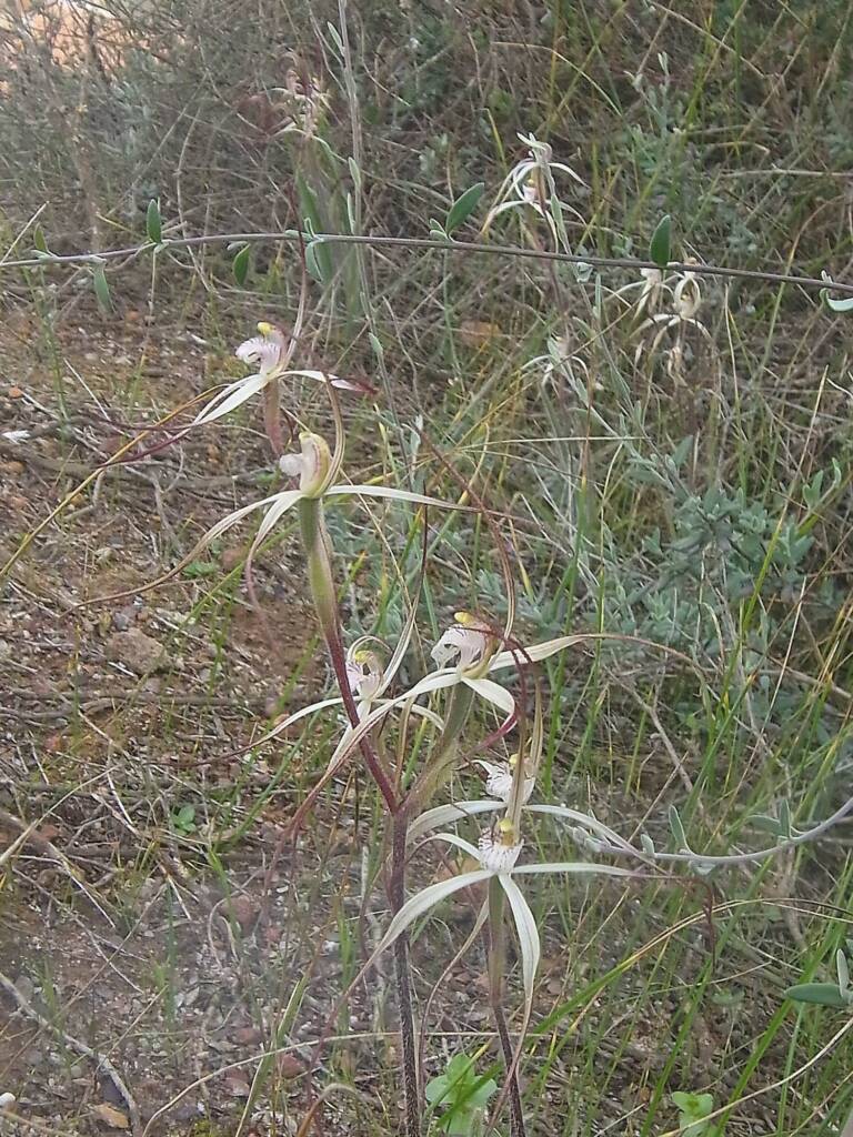 Caladenia melanema (Ballerina Orchid), South-west WA © Terry Dunham