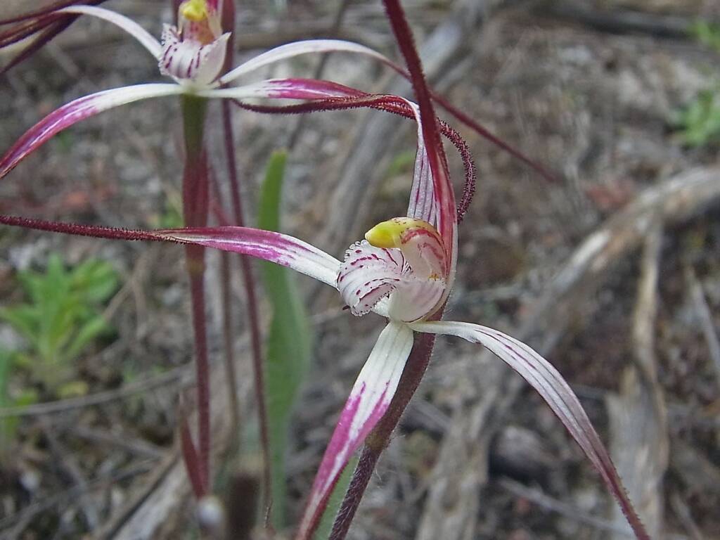 Caladenia melanema (Ballerina Orchid), South-west WA © Terry Dunham