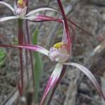 Caladenia melanema (Ballerina Orchid), South-west WA © Terry Dunham