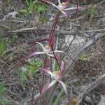 Caladenia melanema (Ballerina Orchid), South-west WA © Terry Dunham