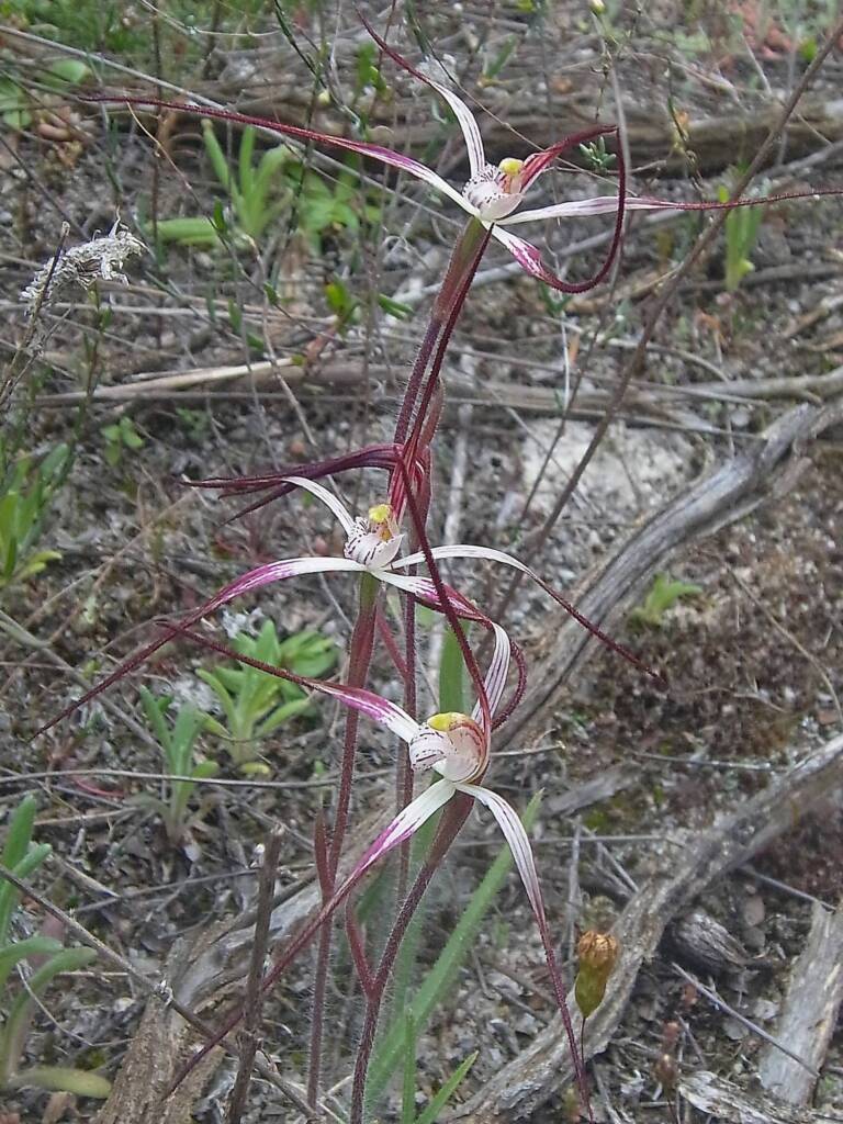 Caladenia melanema (Ballerina Orchid), South-west WA © Terry Dunham