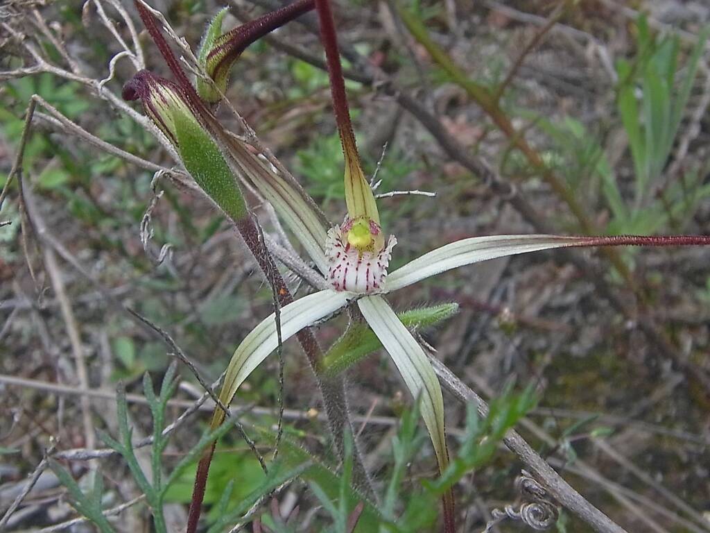 Caladenia melanema (Ballerina Orchid), South-west WA © Terry Dunham