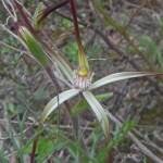 Caladenia melanema (Ballerina Orchid), South-west WA © Terry Dunham